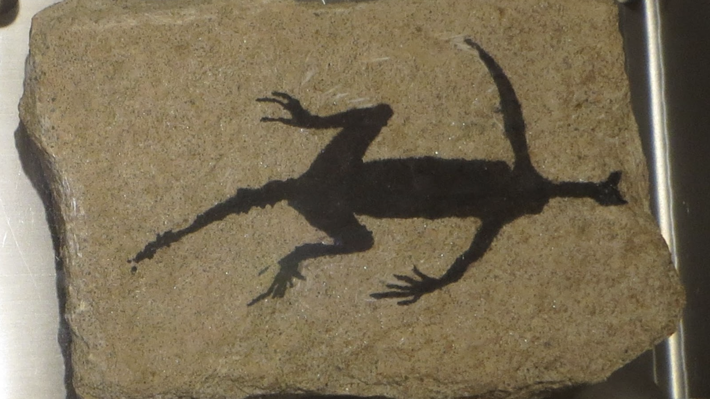 A close-up image of a fossilized lizard on a sandy-colored stone surface. The lizard silhouette is starkly outlined in black, showing distinct limbs, a long tail, and a well-defined head and body